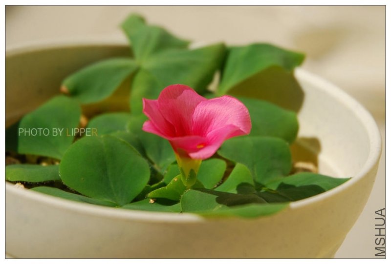 11��30���Ѿ�չ����