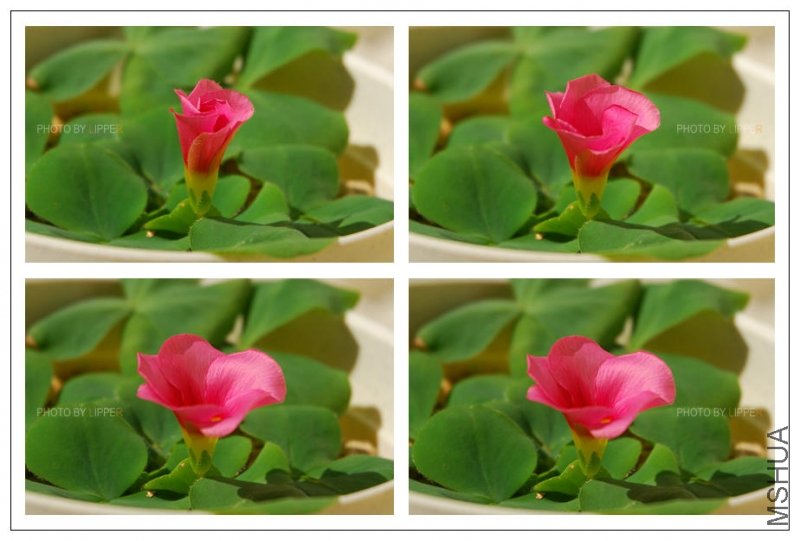 ͬһ���Ƕȵ�����pp