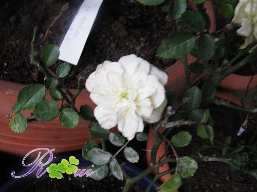 ���ɫ��΢��