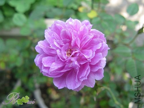 ��ϲ����΢����ܰ