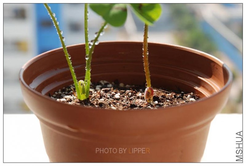 ͬһ��Ʒ�֣���֪Ϊ�Σ�����ѿ ����ɫ��yiyang