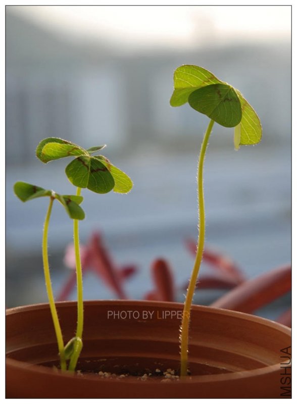 Ϧ���µ�G4������