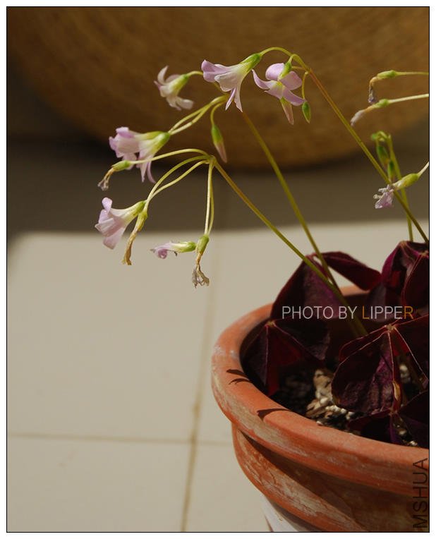 ���ܿ���