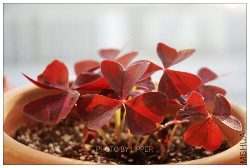 �����м񵽵���Ҷ�����˿�һ����