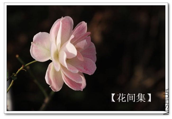 IMG_2766 ����.jpg