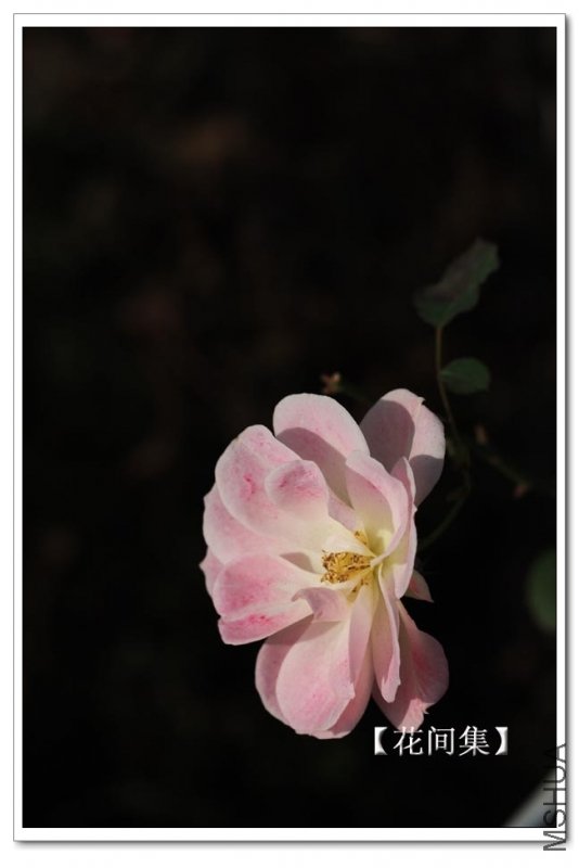 IMG_2767 ����.jpg