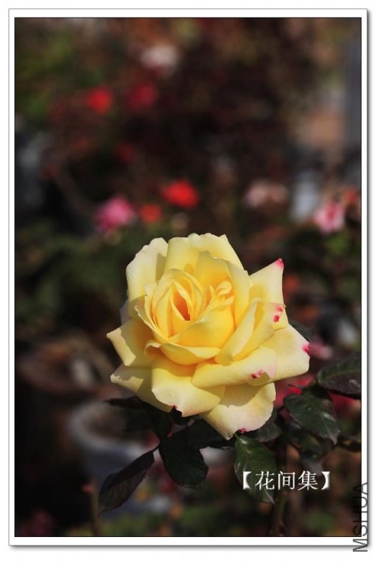 IMG_2631 ����.jpg