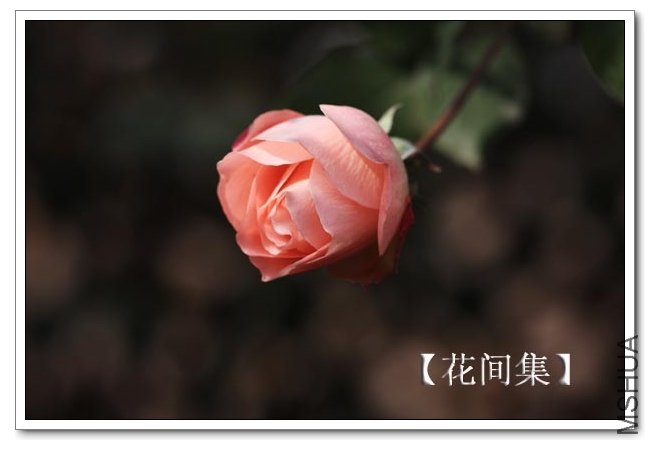 IMG_2608 ����.jpg