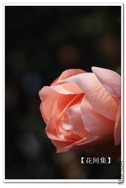 IMG_2612 ����.jpg