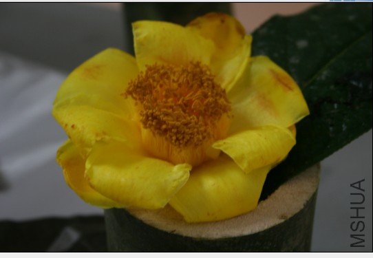 ����𻨲���Ƭ 1.jpg