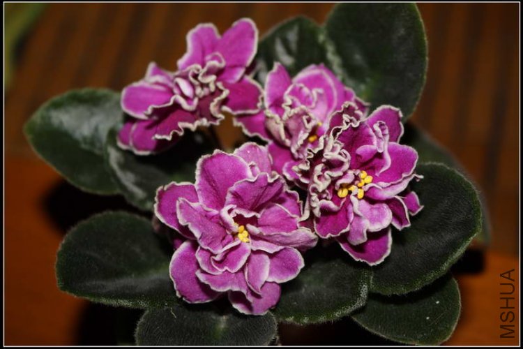 Sailor's dance-11.JPG