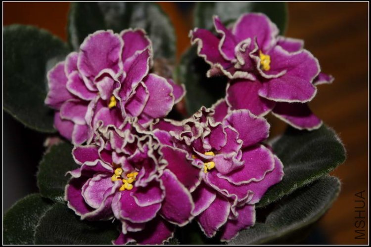 Sailor's dance-8.JPG