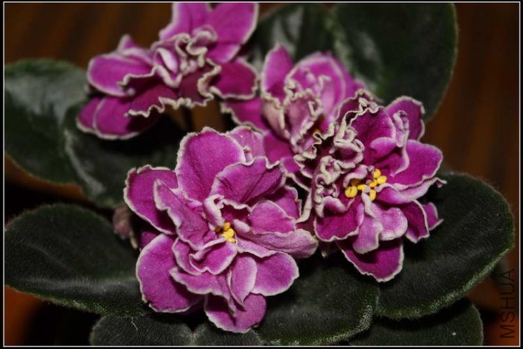 Sailor's dance-13.JPG