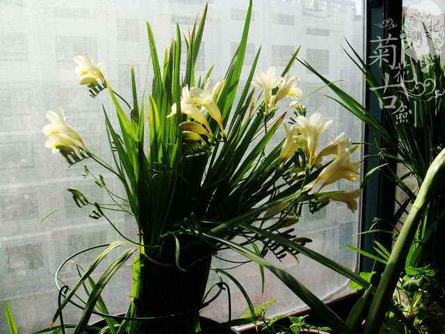 nEO_IMG_nEO_IMG_DSC00866.jpg
