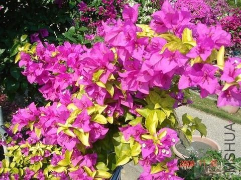 20090105_5661cb23b8b6dd642fbaJPVdC8j894Qs.jpg