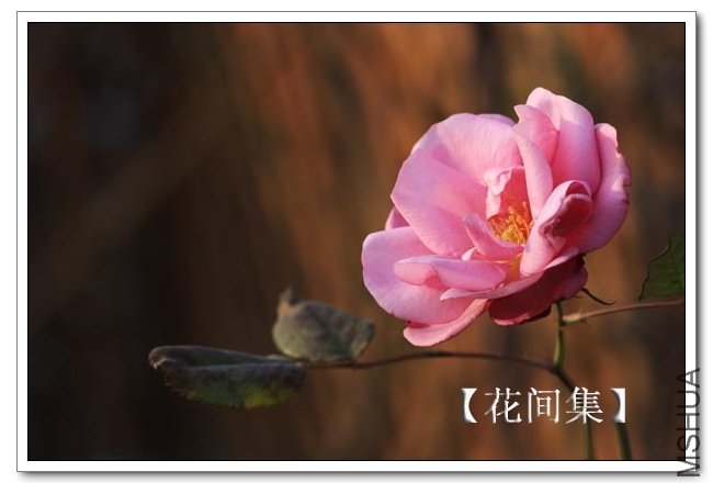 IMG_2841 ����.jpg