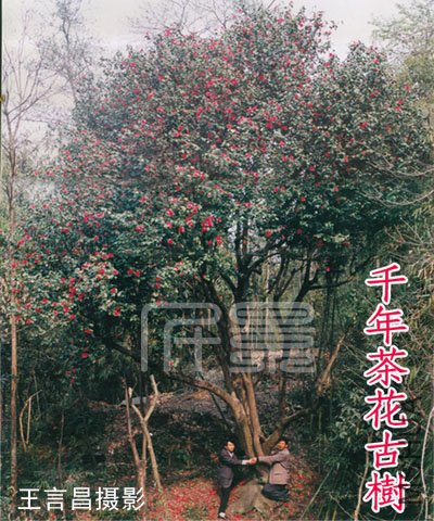 ǧ��軨����.jpg