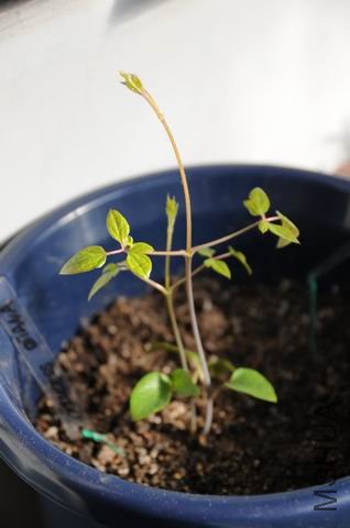 ������С txl090118-dan.jpg