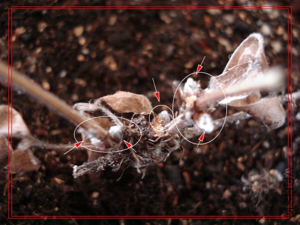 2�����θ�����ѿ��