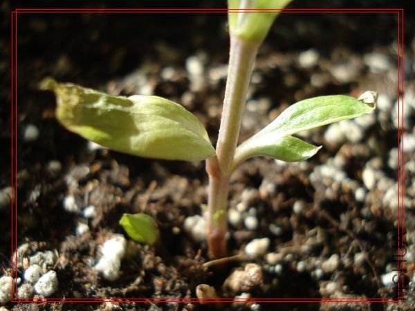 ǳ������������µ�Ҷ���е㷢�ݣ�����Ӫ�������ˡ�