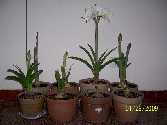 ��Ƭ 2088(576a).jpg