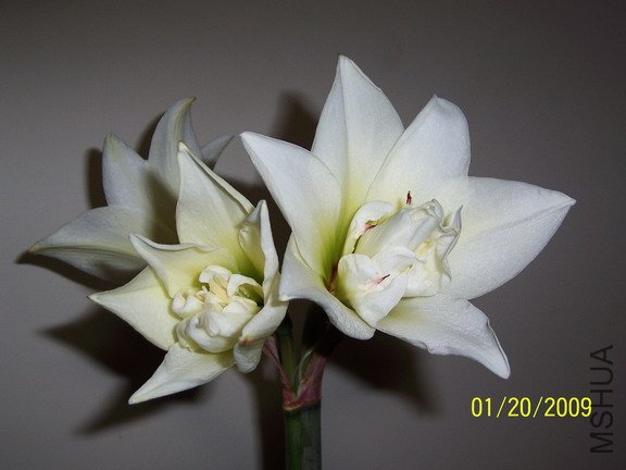 ��Ƭ 2563(576).jpg