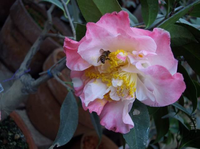 ��������Ա