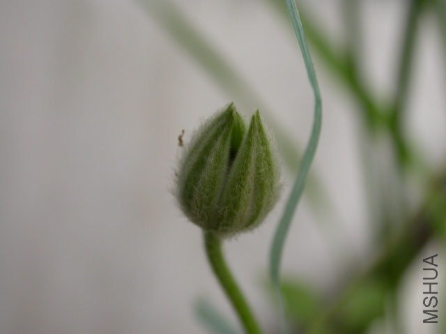 �����Ļ�����һ�����