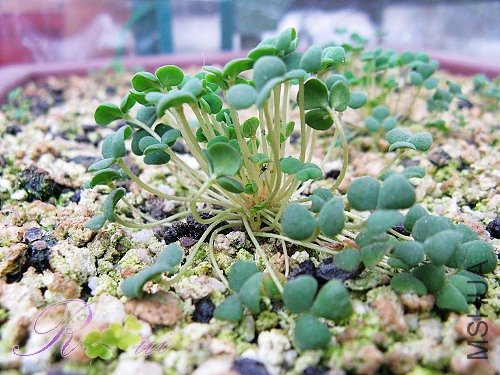 O'inaequalis ��������8.jpg