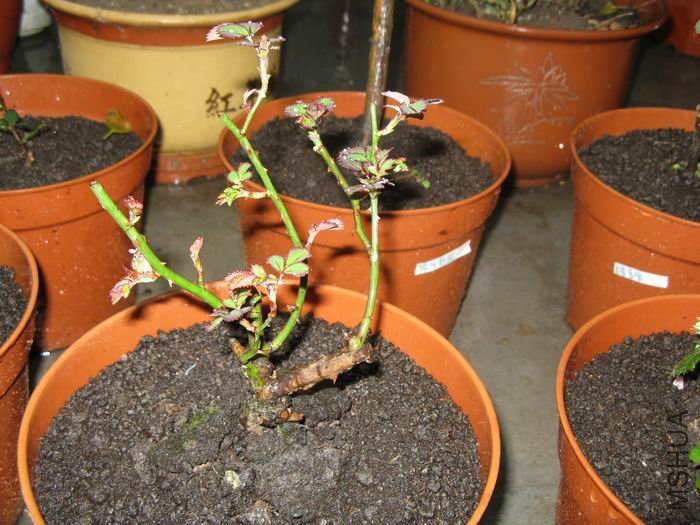 İ�ϻ���Ʒ�¼��ŵĺ�ɫ��ѩ��