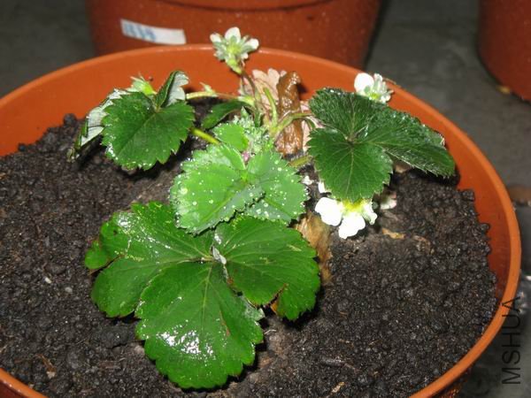 �ձ��ļ���ݮ�����������ܳ����Լ������ֵĲ�ݮŶ