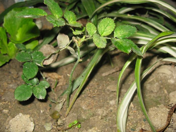 İ�ϻ���Ʒ�¼�һ�ţ���ɳ��ʯ