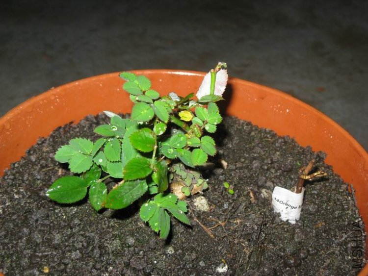 İ�ϻ���Ʒ�¼����ţ��Ⱥ�÷�����ɣ�����΢��