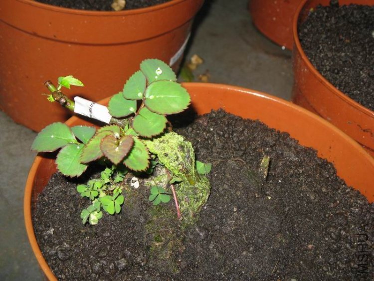 İ�ϻ���Ʒ�¼����ţ����׵���˹��