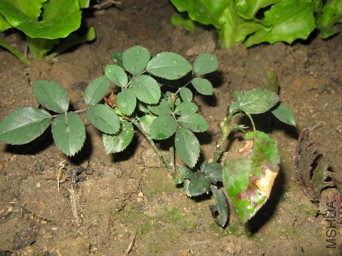 İ�ϻ���Ʒ�¼�һ�ţ���ɫ�����