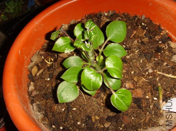 ���� SSL26963.jpg