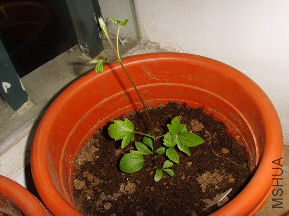 ���� SSL26961.jpg