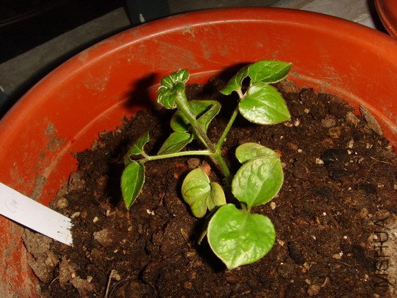 ���� SSL26957.jpg