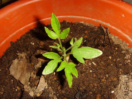 ���� SSL26964.jpg