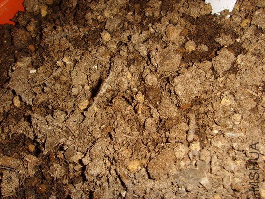 ���� SSL26962.jpg