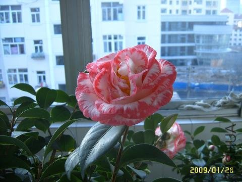 SUC51384.JPG
