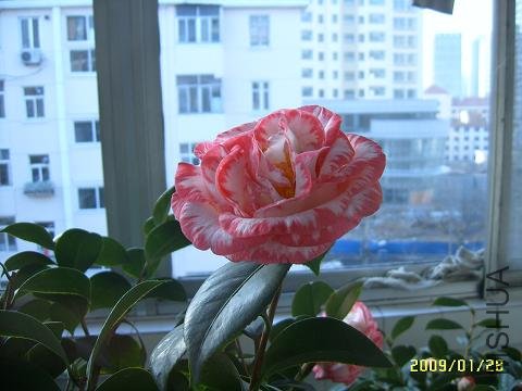 SUC51385.JPG