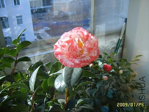 SUC51387.JPG