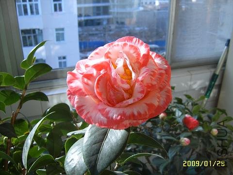 SUC51388.JPG