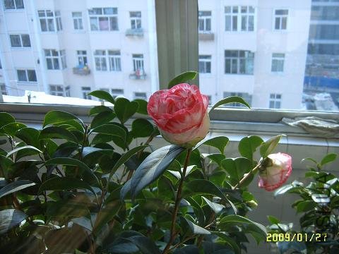 SUC51382.JPG