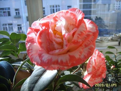 SUC51392.JPG