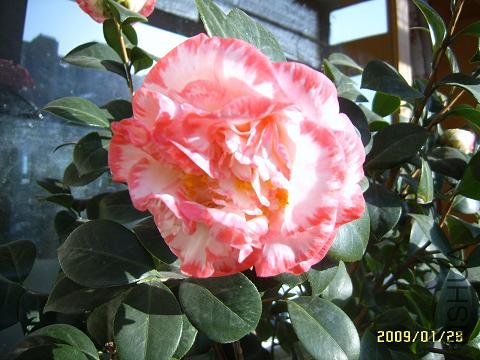 SUC51386.JPG