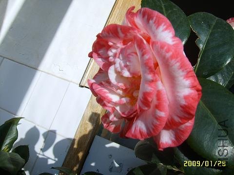 SUC51389.JPG