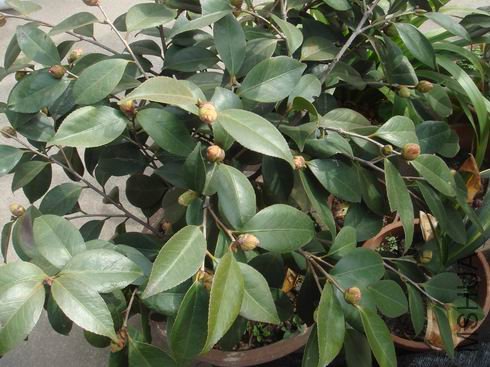 ��þ���û������ģ�������ǳ棬ֻ�м�ƬҶ�в��������ƺܺã���Ȼ���쾭������̫�ɣ�Ӱ��������