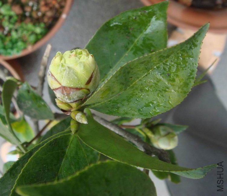 ��֪����Ʒ�֣�������¶ɫ������֪��Ϊ��ɫ����������������֪��˭֪����Ʒ�֡�